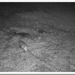 Spring Ride in the Forest and Some Trail Cam Pics posum_thumb.jpg