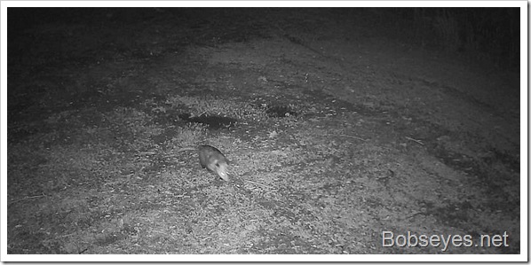 Spring Ride in the Forest and Some Trail Cam Pics Spring Ride in the Forest and Some Trail Cam Pics