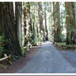 Hauling Rock, Taking Skiddy Home, and a Grader redwoods1