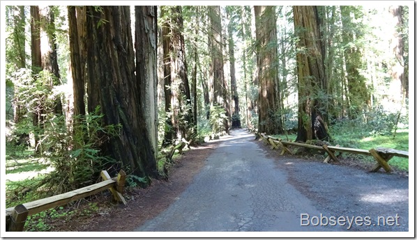 redwoods1