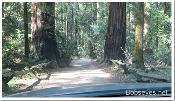 redwoods3