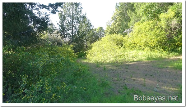 Old Road Check, Forest Ride and Collecting the Trial Cam Cards Old Road Check, Forest Ride and Collecting the Trial Cam Cards