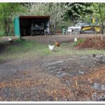 A Wet Forest and I Spent Most of the Day Inside hens_thumb.jpg