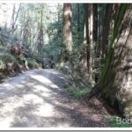 Some Repairs and a Ride Up Into the Hills To Check Some Stuff Out On the Old Dirt Road trees_thumb.jpg