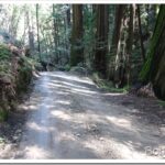 Fixing a Road On An Irate Neighbor’s Place trees_thumb.jpg