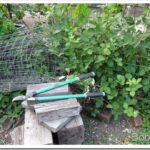 Skiddy’s Problem Remains a Mystery and Big Blackberry Vines berryvines1