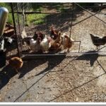 Working On Skiddy’s Fuel Problem hens