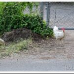Skiddy Breaks Down and Two Chickens Out On the Road outside_thumb.jpg