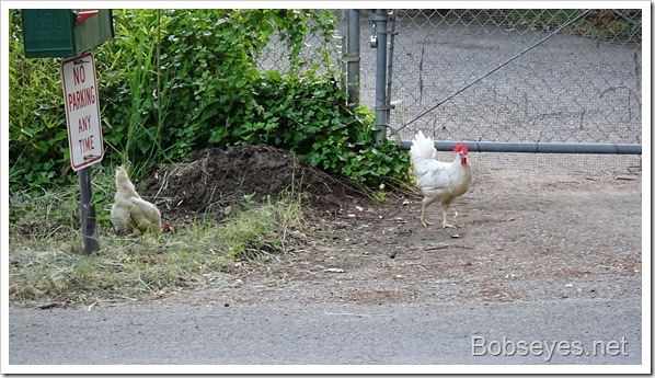 Skiddy Breaks Down and Two Chickens Out On the Road Skiddy Breaks Down and Two Chickens Out On the Road