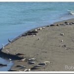 Gardening, Cruising, Meat, and The Russian River’s Mouth seals7_thumb.jpg