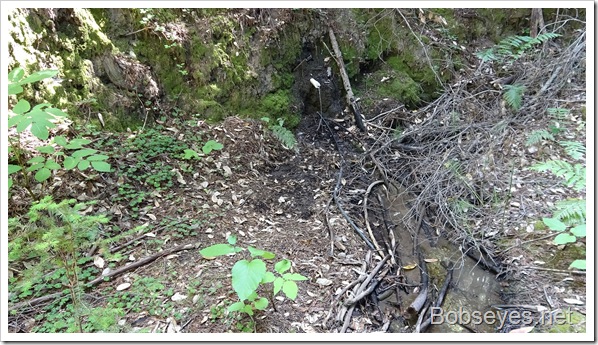 A Ride Up To a Neighbor’s Place and the Cherries Start To Ripen Up