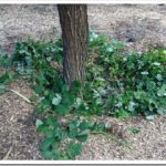Skiddy’s Problem Remains a Mystery and Big Blackberry Vines vines4_thumb.jpg