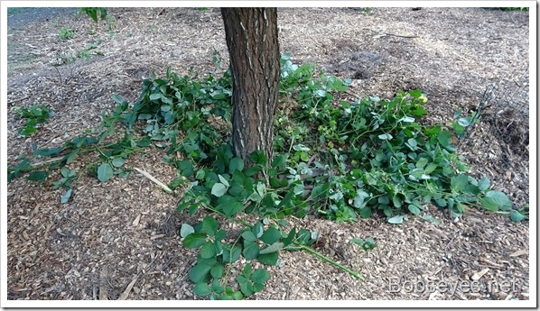 Skiddy’s Problem Remains a Mystery and Big Blackberry Vines Skiddy’s Problem Remains a Mystery and Big Blackberry Vines