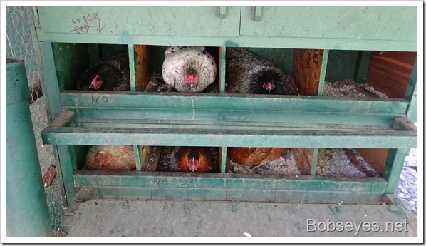 hens1 hens1