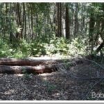 Clearing Neighbor’s Roads For Fire Protection logs5_thumb.jpg