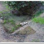 Jim and His Dog Help Me Do Some Stuff In the Forest pond4_thumb.jpg