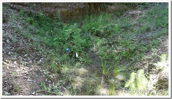 Visiting, Mosquito Fish, and Checking On Our Water Springs