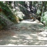 Jim and His Dog Help Me Do Some Stuff In the Forest stump1