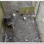 Forest Ride and New Chicks Hatch Out Today chicks_thumb.jpg