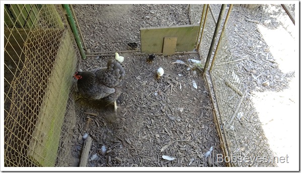 Forest Ride and New Chicks Hatch Out Today Forest Ride and New Chicks Hatch Out Today