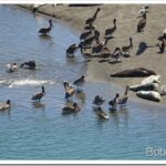 My Beef Bill and Critters At the River’s Mouth critters6_thumb.jpg