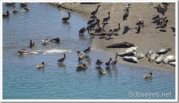 My Beef Bill and Critters At the River’s Mouth