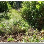 Replacing Skiddy’s Six Way Blade Valve and Blackberry Vines cut7_thumb.jpg