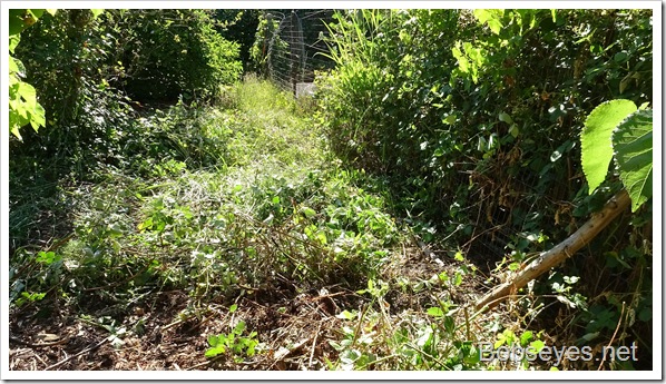 Replacing Skiddy’s Six Way Blade Valve and Blackberry Vines