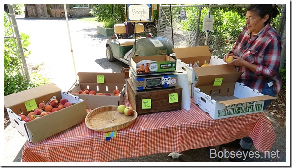 Hanging Around the Yard and a Fruit Stand Hanging Around the Yard and a Fruit Stand