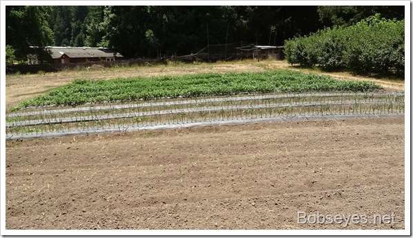 Barry and I Go For a Ride Up In the Forest and Chick Out Tom’s Garden Barry and I Go For a Ride Up In the Forest and Chick Out Tom’s Garden