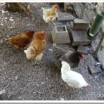 Beef Pay Day and Some Chickens hens1