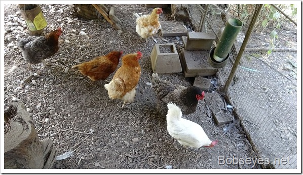 hens1 hens1