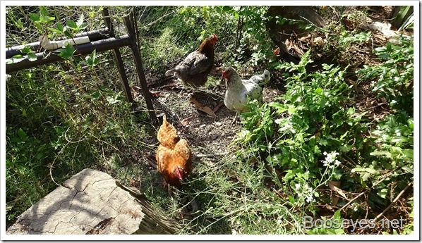 hens2 hens2