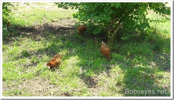 hens4 hens4