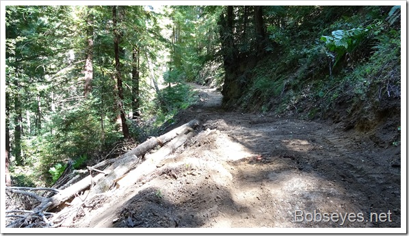 Smoked Salmon and Moving Big Trees Off a Neighbor’s Road Smoked Salmon and Moving Big Trees Off a Neighbor’s Road