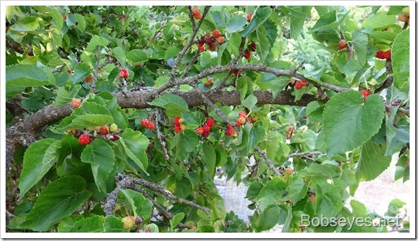 mulberries
