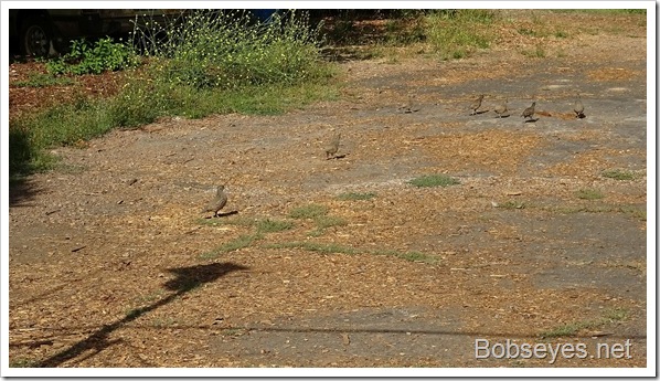 quail6 quail6