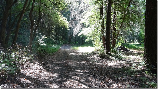 forest8